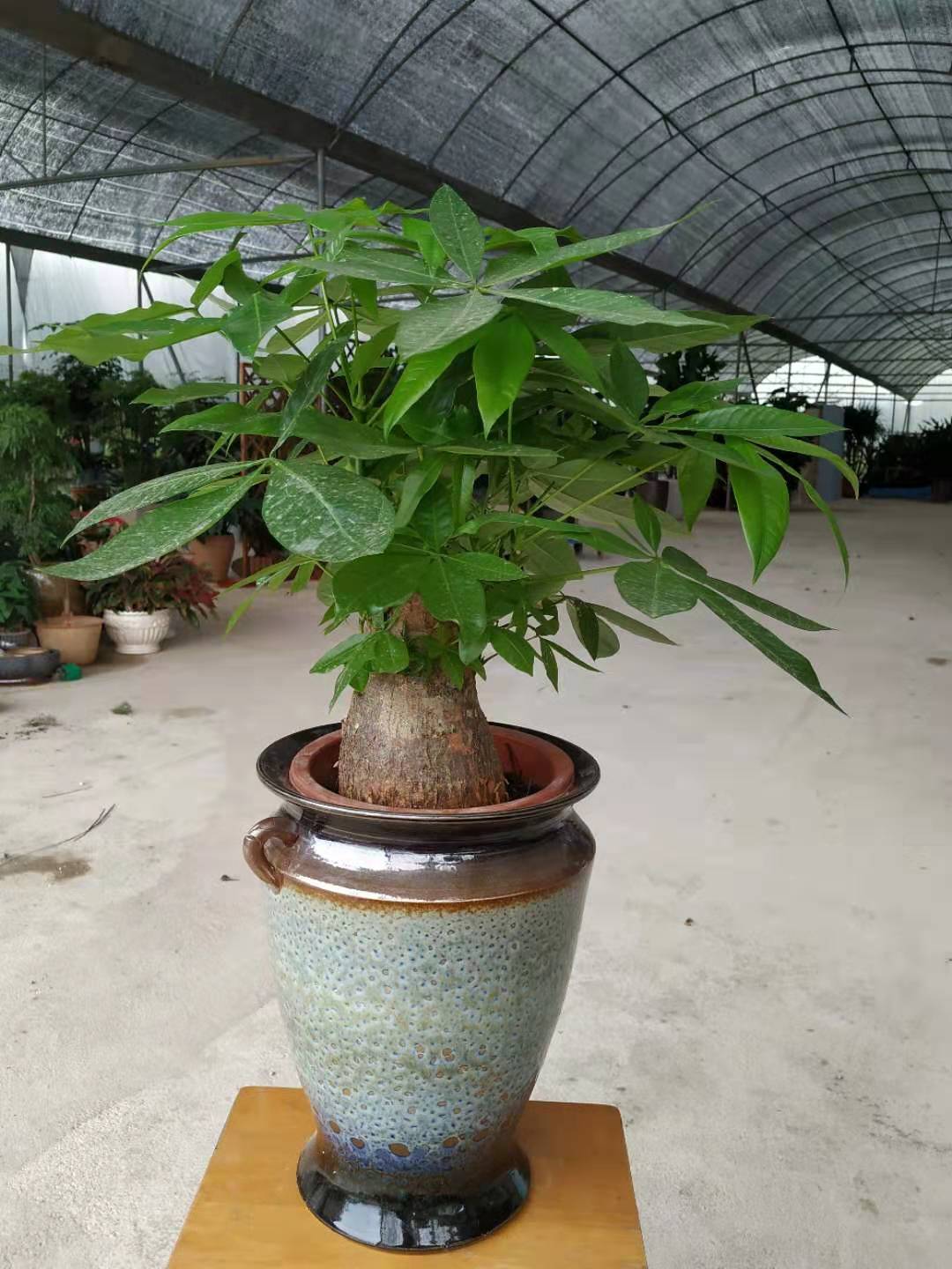 香洲專業綠化苗木公司